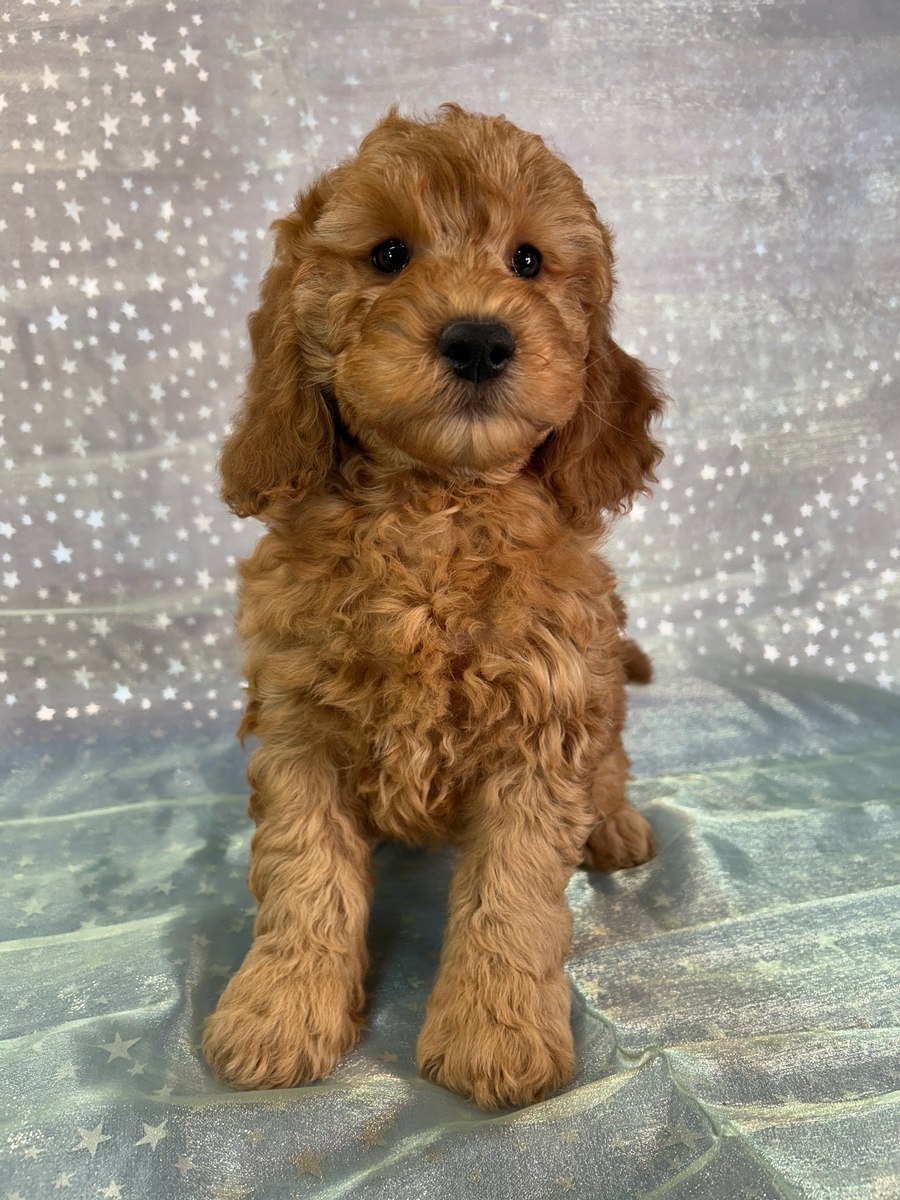 Female Miniature Goldendoodle Puppy for Sale DOB 9-16-2025 $1200